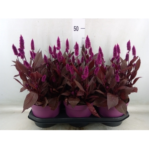 Celosia arg. SP 'Mystic Shades'