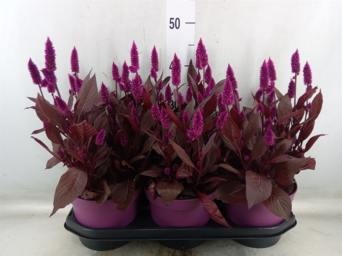 <h4>Celosia arg. SP 'Mystic Shades'</h4>