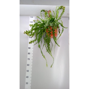 Epiphyllum anguliger