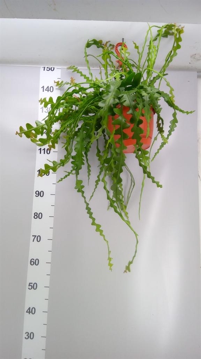 <h4>Epiphyllum anguliger</h4>