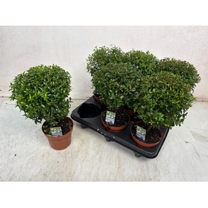 MYRTUS COM