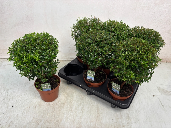 <h4>MYRTUS COM</h4>