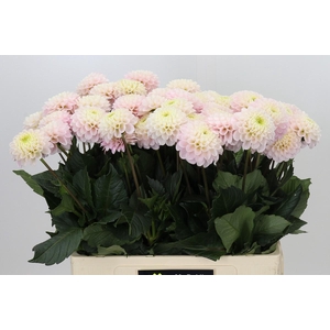Dahlia Light Wizard