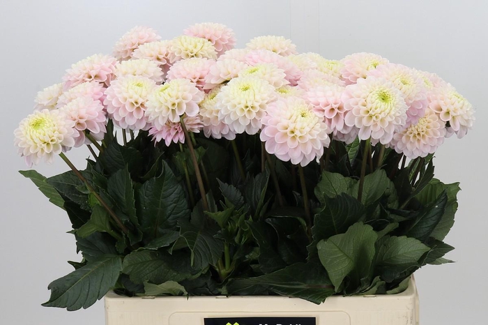 <h4>Dahlia Light Wizard</h4>