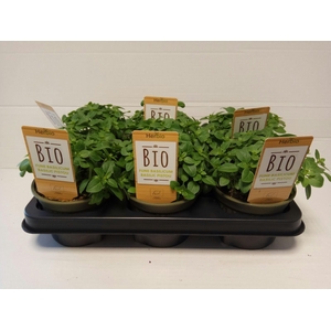 Basilicum Fijnbladig P12 HERBIO steker