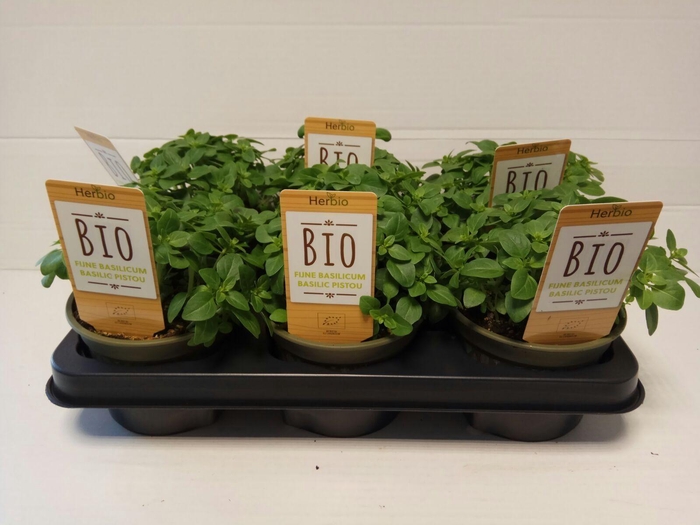<h4>Basilicum Fijnbladig P12 HERBIO steker</h4>