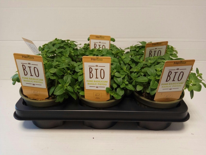 <h4>Basilicum Fijnbladig P12 HERBIO steker</h4>
