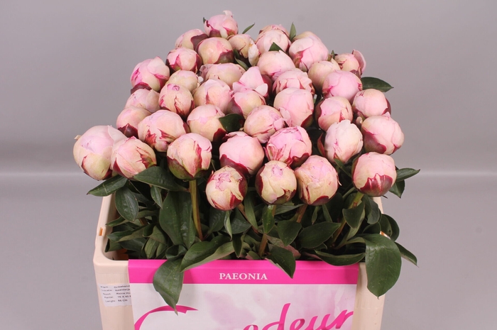 <h4>Paeonia Reine Hortense | Heavy Quality</h4>