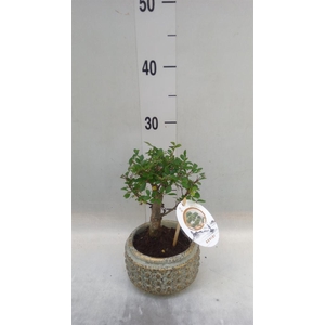 Bonsai   ...mix