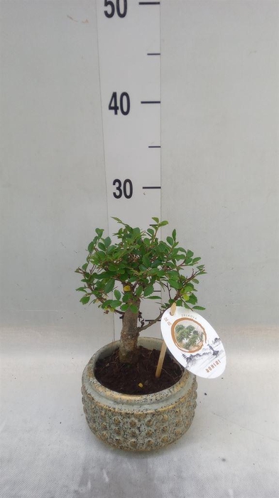 <h4>Bonsai   ...mix</h4>