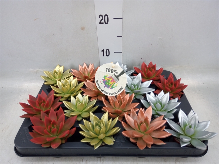 <h4>Echeveria  'Miranda'</h4>