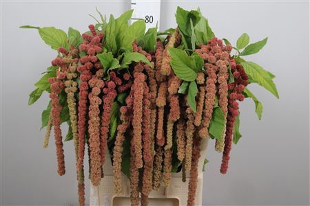 <h4>Amaranthus   ...</h4>