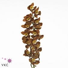 Mini cymbidium 'Sirocco' 50 cm