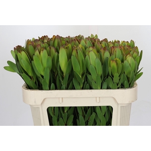 Leucadendron Goldstrike