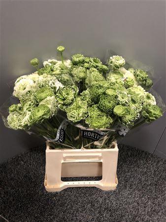 <h4>Ran Pon Pon Igloo</h4>