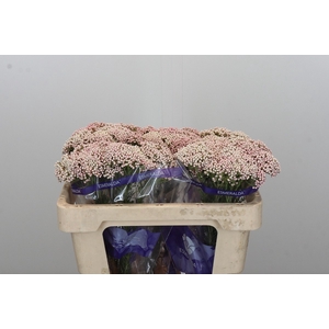 Ozothamnus Cooks Pink