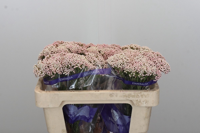 <h4>Ozothamnus Cooks Pink</h4>
