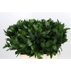 Ruscus aculeatus   ...groot blad
