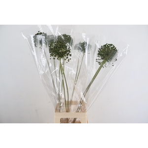 DF Allium Paint Green