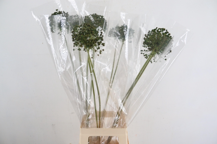 <h4>DF Allium Paint Green</h4>