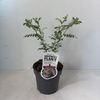 Indigofera heterantha Gera