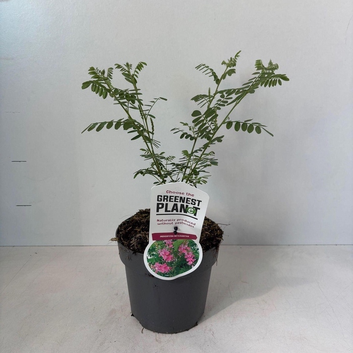 Indigofera heterantha Gera