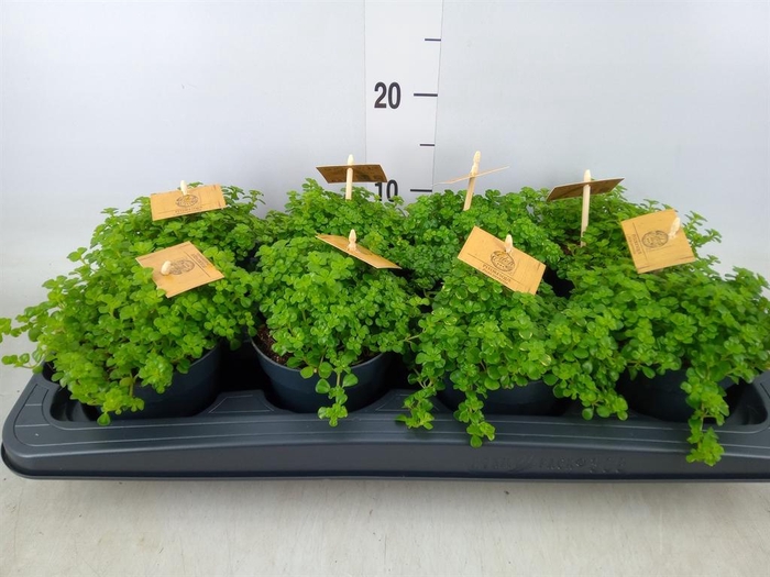 <h4>Pilea depressa</h4>