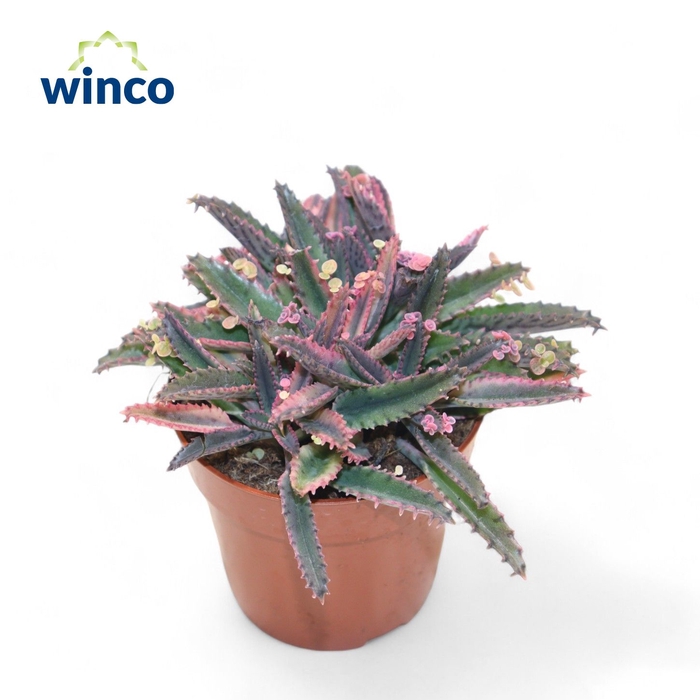 <h4>Kalanchoe Pink Butterfly (group)</h4>