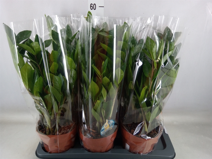 <h4>Zamioculcas zamiifolia</h4>