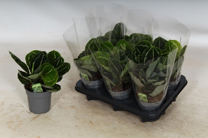 <h4>Calathea roseopicta Crimson</h4>