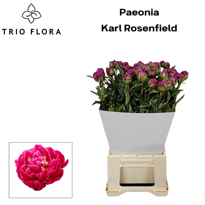 <h4>PAEO L KARL ROSENF</h4>