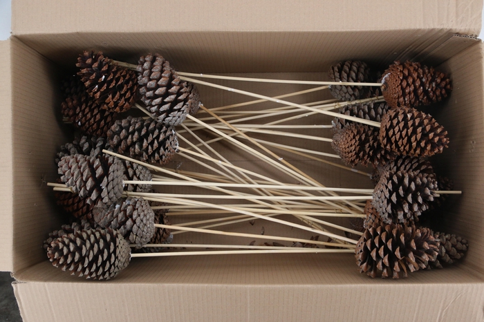 <h4>Stick Maritima Cone 10/14cm</h4>