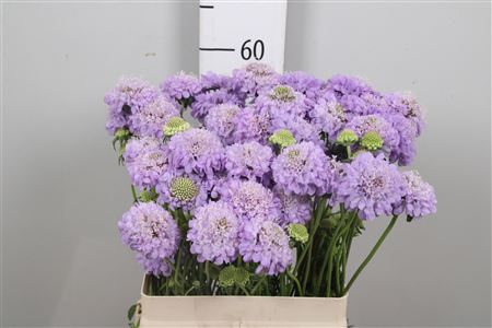 <h4>Scab At Lavender Scoop</h4>