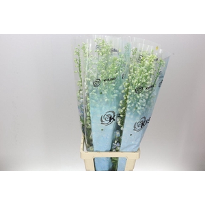 Delph El Fountain Sky Blue