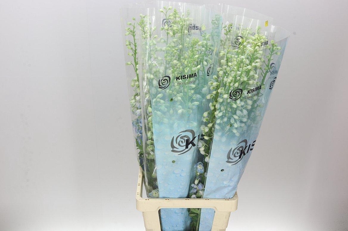 <h4>Delph El Fountain Sky Blue</h4>