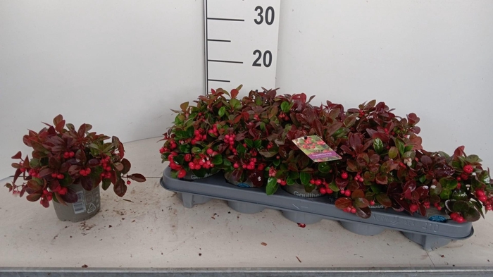 <h4>GAULTH PROCUMBENS</h4>