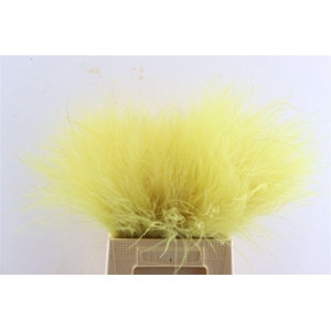 Dried Stypha Yellow(10 Toef) Bunch