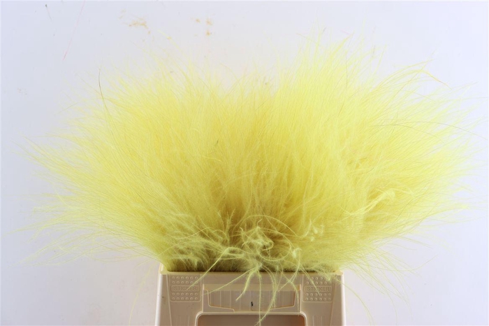 <h4>Dried Stypha Yellow(10 Toef) Bunch</h4>