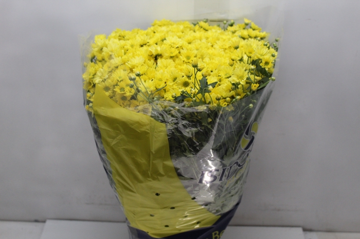 <h4>CRISANTEMO BOLA BELGA P20</h4>