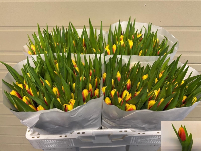 <h4>TU EN JAN SEIGNETTE</h4>