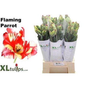 Tu Pa Flaming Parrot