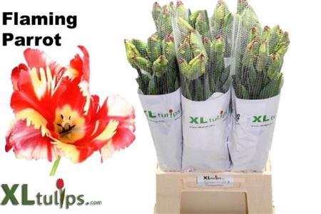 <h4>Tu Pa Flaming Parrot</h4>