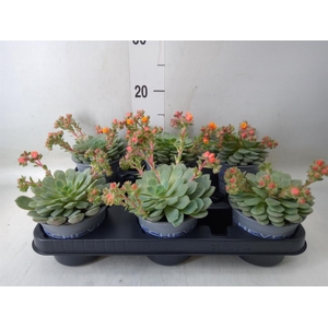 Echeveria  'Dondo'