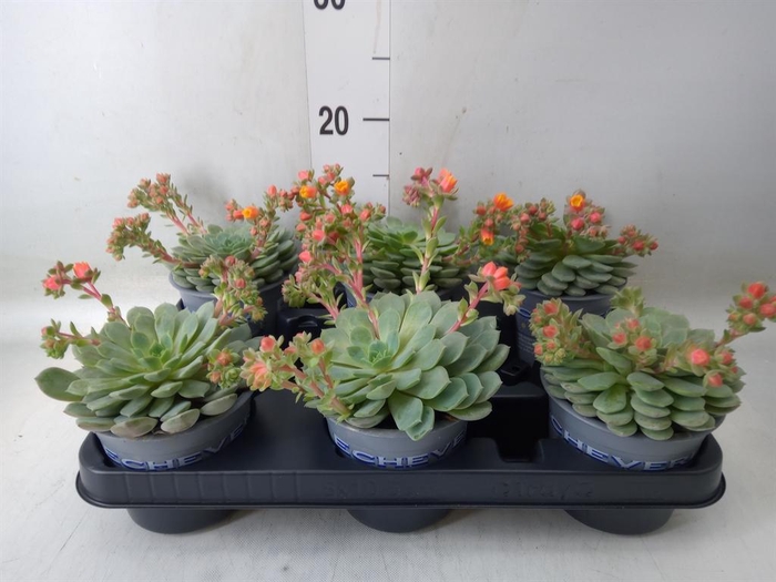 <h4>Echeveria  'Dondo'</h4>