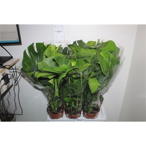 Monstera Deliciosa 17cm Potten