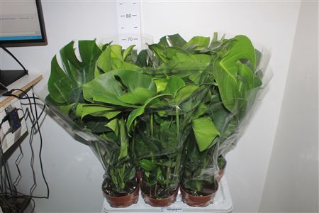 <h4>Monstera Deliciosa 17cm Potten</h4>