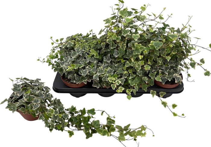 <h4>HED HE WHITE WONDER</h4>