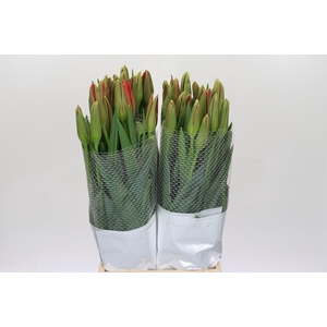 Tulipa (frans) En Rouge