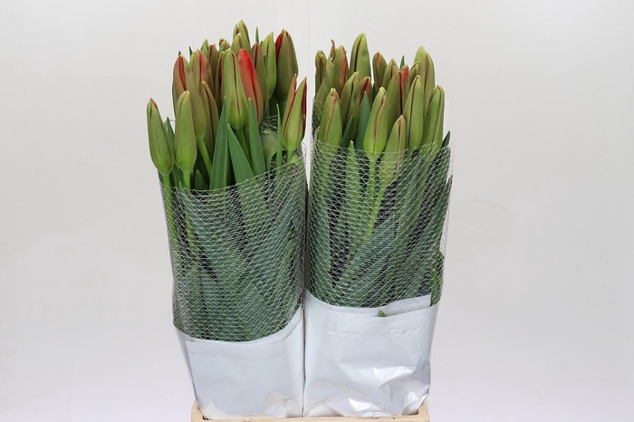 <h4>Tulipa (frans) En Rouge</h4>