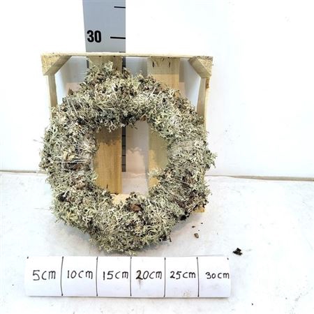 <h4>Wreath Dried Moss D28-30cm</h4>